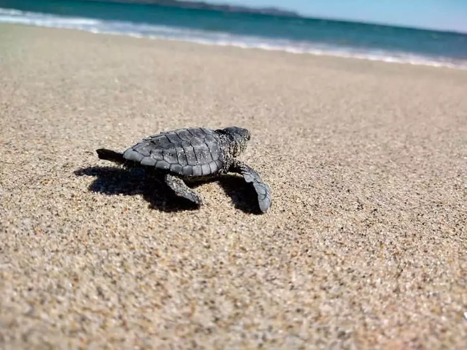 Imagen de la liberación de tortugas WeIndi